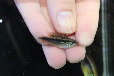 画像3: 【淡水魚】【通販】アピストグラマ アガシジィ ナナイ産 ワイルド【１ペア 個体販売】(アピストグラマ)(生体)(熱帯魚)NKAP (3)