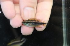 画像4: 【淡水魚】【通販】アピストグラマ アガシジィ ナナイ産 ワイルド【１ペア 個体販売】(アピストグラマ)(生体)(熱帯魚)NKAP (4)