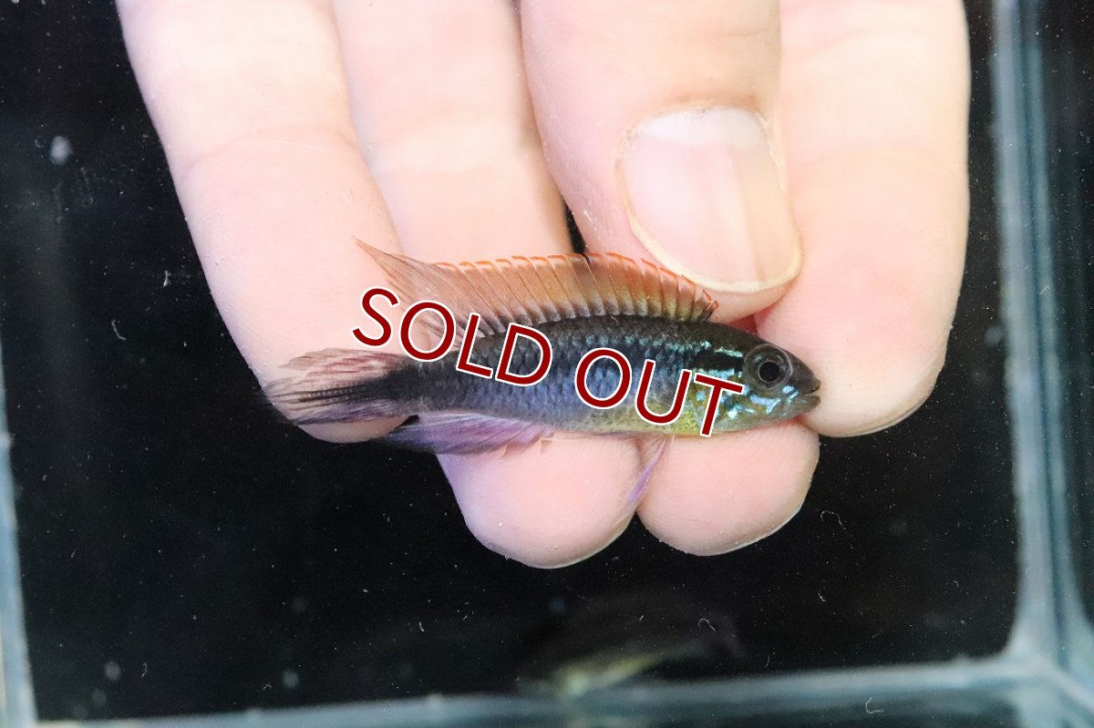 画像1: 【淡水魚】【通販】No1 アピストグラマ アガシジィ フラミング ティグレ ワイルド【１ペア 個体販売】(アピストグラマ)(生体)(熱帯魚)NKAP (1)