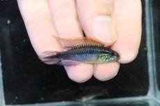 画像1: 【淡水魚】【通販】No1 アピストグラマ アガシジィ フラミング ティグレ ワイルド【１ペア 個体販売】(アピストグラマ)(生体)(熱帯魚)NKAP (1)