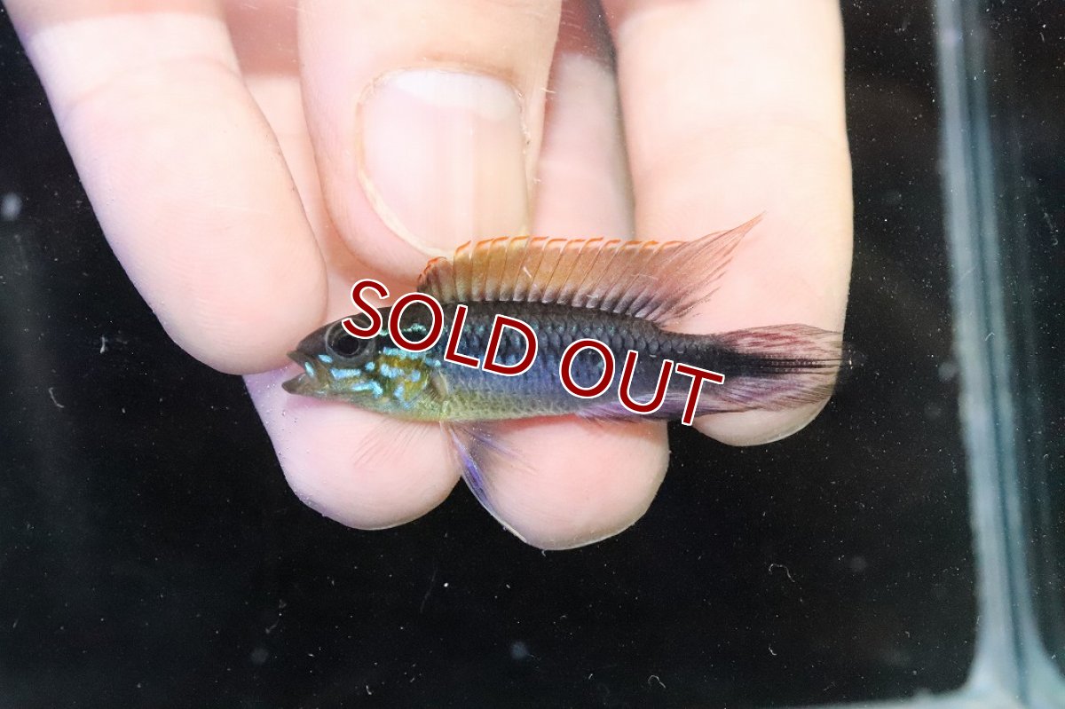 画像2: 【淡水魚】【通販】No1 アピストグラマ アガシジィ フラミング ティグレ ワイルド【１ペア 個体販売】(アピストグラマ)(生体)(熱帯魚)NKAP (2)