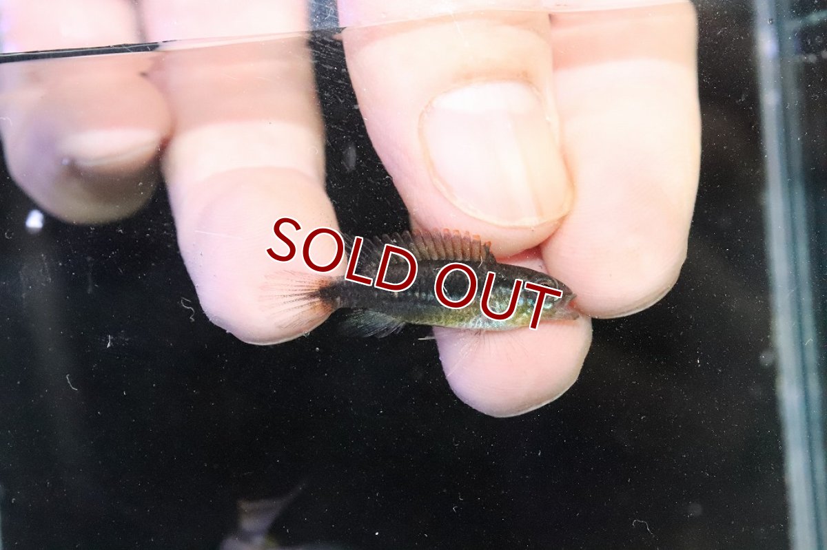 画像3: 【淡水魚】【通販】No1 アピストグラマ アガシジィ フラミング ティグレ ワイルド【１ペア 個体販売】(アピストグラマ)(生体)(熱帯魚)NKAP (3)