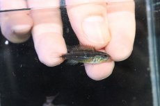 画像3: 【淡水魚】【通販】No1 アピストグラマ アガシジィ フラミング ティグレ ワイルド【１ペア 個体販売】(アピストグラマ)(生体)(熱帯魚)NKAP (3)