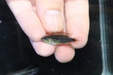 画像4: 【淡水魚】【通販】No1 アピストグラマ アガシジィ フラミング ティグレ ワイルド【１ペア 個体販売】(アピストグラマ)(生体)(熱帯魚)NKAP (4)