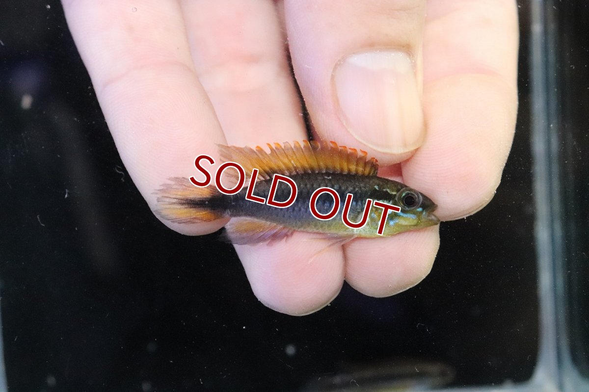 画像1: 【淡水魚】【通販】No2 アピストグラマ アガシジィ フラミング ティグレ ワイルド【１ペア 個体販売】(アピストグラマ)(生体)(熱帯魚)NKAP (1)