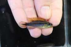 画像1: 【淡水魚】【通販】No2 アピストグラマ アガシジィ フラミング ティグレ ワイルド【１ペア 個体販売】(アピストグラマ)(生体)(熱帯魚)NKAP (1)