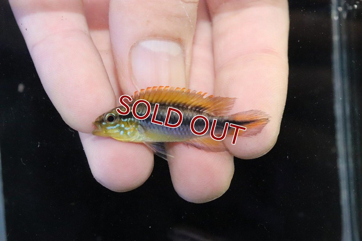 画像2: 【淡水魚】【通販】No2 アピストグラマ アガシジィ フラミング ティグレ ワイルド【１ペア 個体販売】(アピストグラマ)(生体)(熱帯魚)NKAP (2)