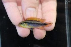 画像2: 【淡水魚】【通販】No2 アピストグラマ アガシジィ フラミング ティグレ ワイルド【１ペア 個体販売】(アピストグラマ)(生体)(熱帯魚)NKAP (2)