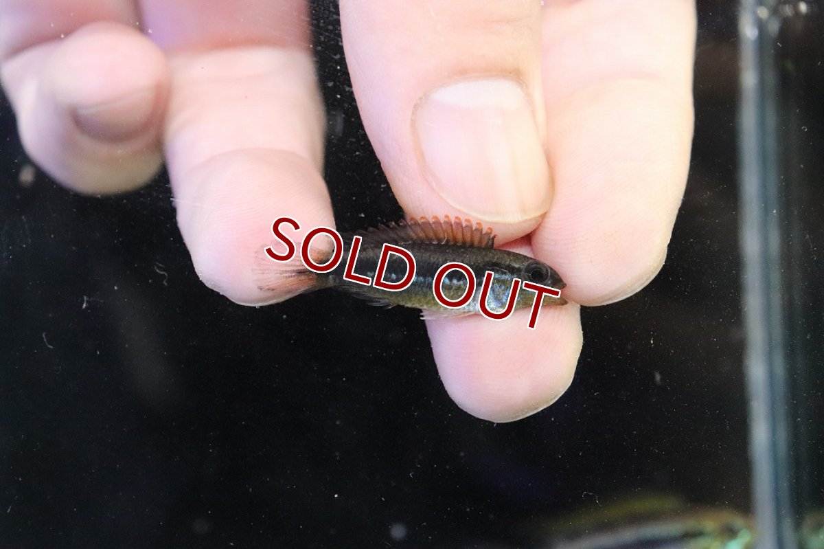 画像3: 【淡水魚】【通販】No2 アピストグラマ アガシジィ フラミング ティグレ ワイルド【１ペア 個体販売】(アピストグラマ)(生体)(熱帯魚)NKAP (3)