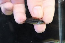 画像3: 【淡水魚】【通販】No2 アピストグラマ アガシジィ フラミング ティグレ ワイルド【１ペア 個体販売】(アピストグラマ)(生体)(熱帯魚)NKAP (3)