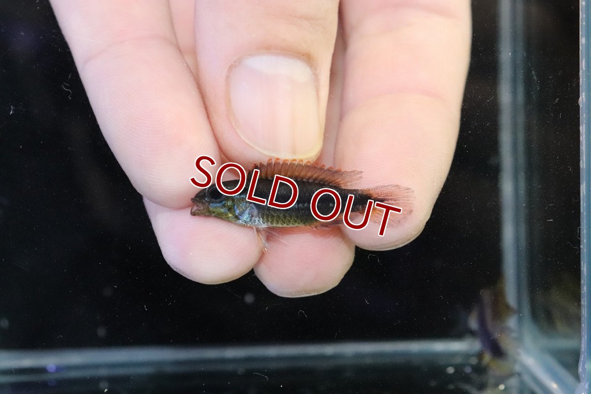 画像4: 【淡水魚】【通販】No2 アピストグラマ アガシジィ フラミング ティグレ ワイルド【１ペア 個体販売】(アピストグラマ)(生体)(熱帯魚)NKAP (4)