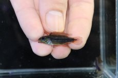 画像4: 【淡水魚】【通販】No2 アピストグラマ アガシジィ フラミング ティグレ ワイルド【１ペア 個体販売】(アピストグラマ)(生体)(熱帯魚)NKAP (4)