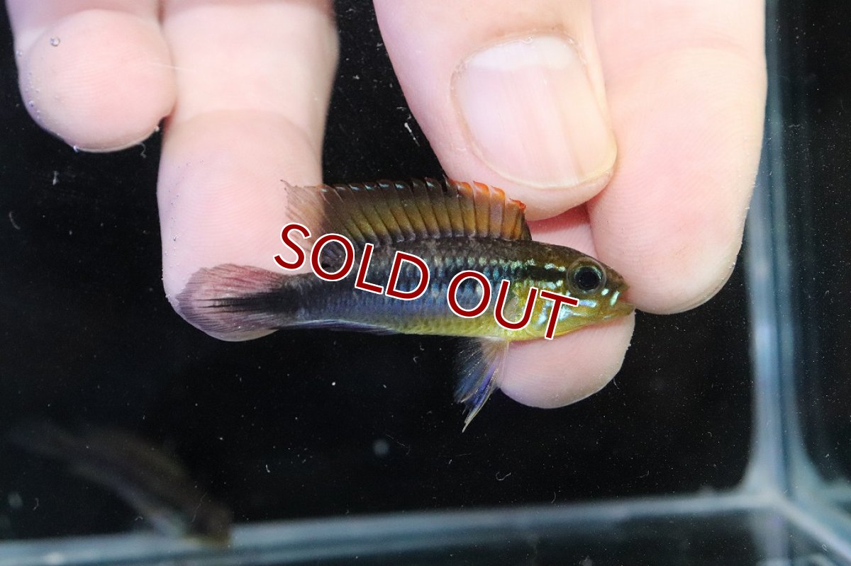 画像1: 【淡水魚】【通販】No3 アピストグラマ アガシジィ フラミング ティグレ ワイルド【１ペア 個体販売】(アピストグラマ)(生体)(熱帯魚)NKAP (1)