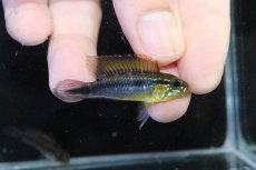 画像1: 【淡水魚】【通販】No3 アピストグラマ アガシジィ フラミング ティグレ ワイルド【１ペア 個体販売】(アピストグラマ)(生体)(熱帯魚)NKAP (1)