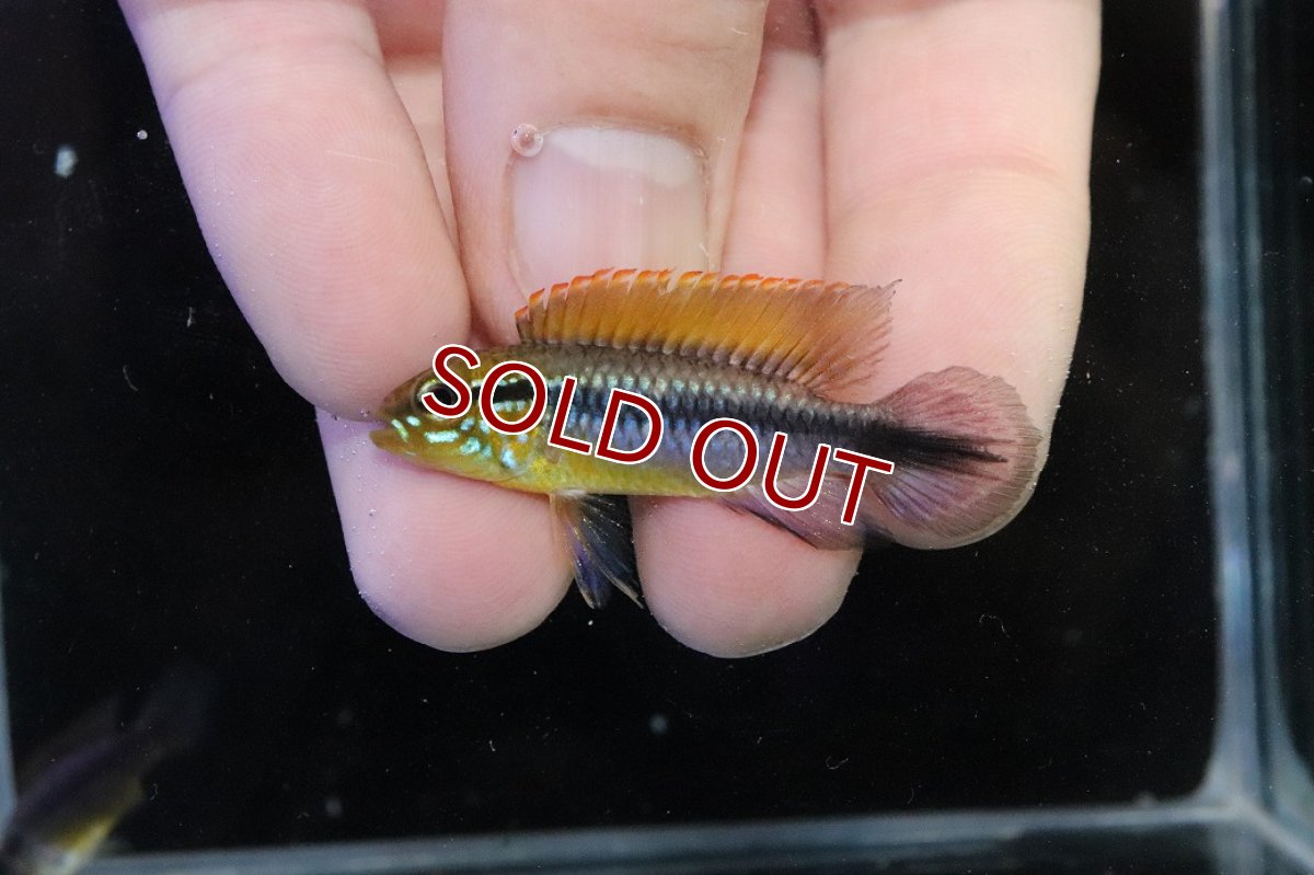 画像2: 【淡水魚】【通販】No3 アピストグラマ アガシジィ フラミング ティグレ ワイルド【１ペア 個体販売】(アピストグラマ)(生体)(熱帯魚)NKAP (2)