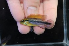 画像2: 【淡水魚】【通販】No3 アピストグラマ アガシジィ フラミング ティグレ ワイルド【１ペア 個体販売】(アピストグラマ)(生体)(熱帯魚)NKAP (2)