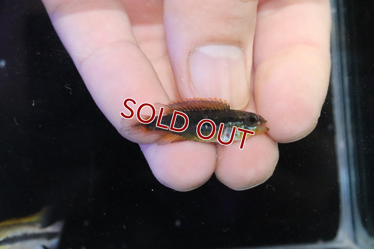 画像3: 【淡水魚】【通販】No3 アピストグラマ アガシジィ フラミング ティグレ ワイルド【１ペア 個体販売】(アピストグラマ)(生体)(熱帯魚)NKAP (3)