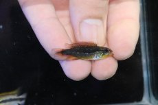 画像3: 【淡水魚】【通販】No3 アピストグラマ アガシジィ フラミング ティグレ ワイルド【１ペア 個体販売】(アピストグラマ)(生体)(熱帯魚)NKAP (3)