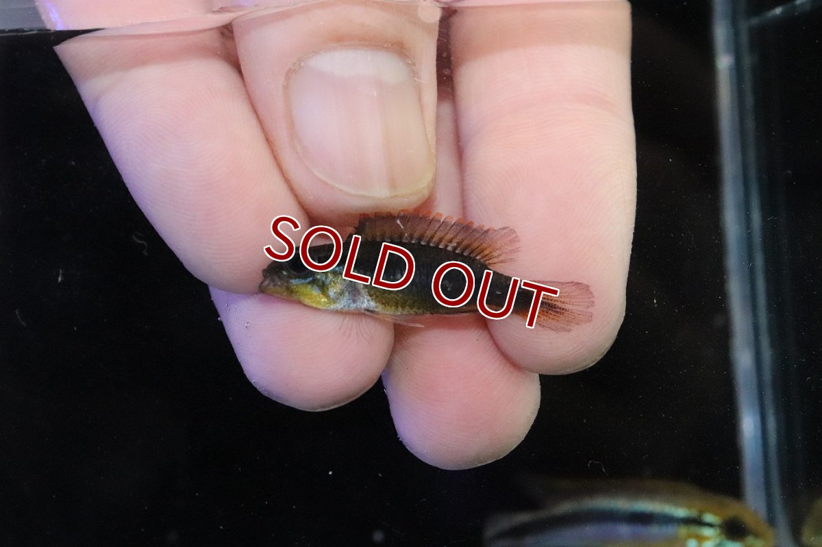 画像4: 【淡水魚】【通販】No3 アピストグラマ アガシジィ フラミング ティグレ ワイルド【１ペア 個体販売】(アピストグラマ)(生体)(熱帯魚)NKAP (4)