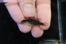 画像4: 【淡水魚】【通販】No3 アピストグラマ アガシジィ フラミング ティグレ ワイルド【１ペア 個体販売】(アピストグラマ)(生体)(熱帯魚)NKAP (4)