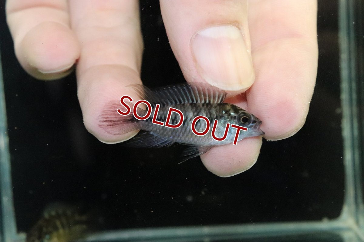 画像1: 【淡水魚】【通販】レア種 アピストグラマ ボレリーパンタナール ミモザ産 ワイルド【１ペア 個体販売】(アピストグラマ)(生体)(熱帯魚)NKAP (1)