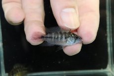 画像1: 【淡水魚】【通販】レア種 アピストグラマ ボレリーパンタナール ミモザ産 ワイルド【１ペア 個体販売】(アピストグラマ)(生体)(熱帯魚)NKAP (1)