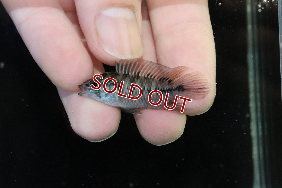 画像2: 【淡水魚】【通販】レア種 アピストグラマ ボレリーパンタナール ミモザ産 ワイルド【１ペア 個体販売】(アピストグラマ)(生体)(熱帯魚)NKAP (2)