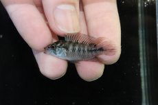 画像2: 【淡水魚】【通販】レア種 アピストグラマ ボレリーパンタナール ミモザ産 ワイルド【１ペア 個体販売】(アピストグラマ)(生体)(熱帯魚)NKAP (2)