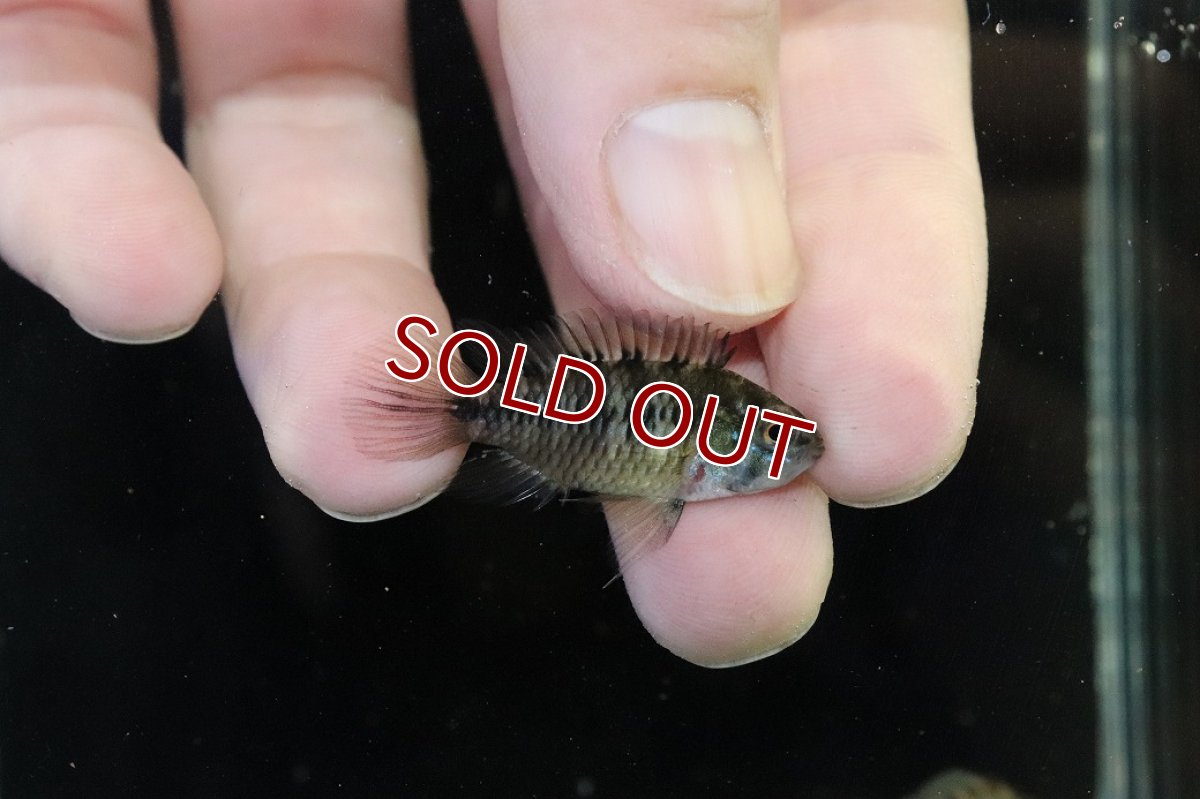 画像3: 【淡水魚】【通販】レア種 アピストグラマ ボレリーパンタナール ミモザ産 ワイルド【１ペア 個体販売】(アピストグラマ)(生体)(熱帯魚)NKAP (3)