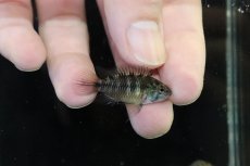 画像3: 【淡水魚】【通販】レア種 アピストグラマ ボレリーパンタナール ミモザ産 ワイルド【１ペア 個体販売】(アピストグラマ)(生体)(熱帯魚)NKAP (3)