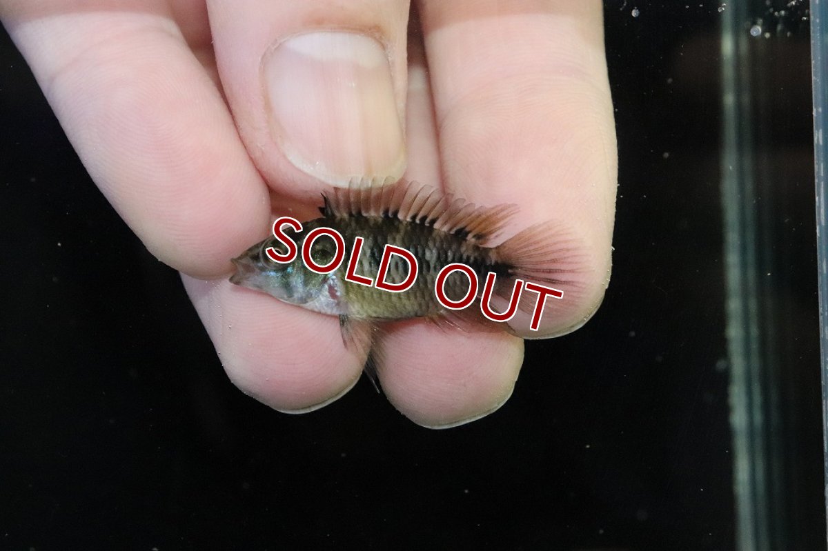 画像4: 【淡水魚】【通販】レア種 アピストグラマ ボレリーパンタナール ミモザ産 ワイルド【１ペア 個体販売】(アピストグラマ)(生体)(熱帯魚)NKAP (4)