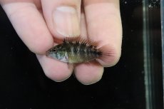 画像4: 【淡水魚】【通販】レア種 アピストグラマ ボレリーパンタナール ミモザ産 ワイルド【１ペア 個体販売】(アピストグラマ)(生体)(熱帯魚)NKAP (4)