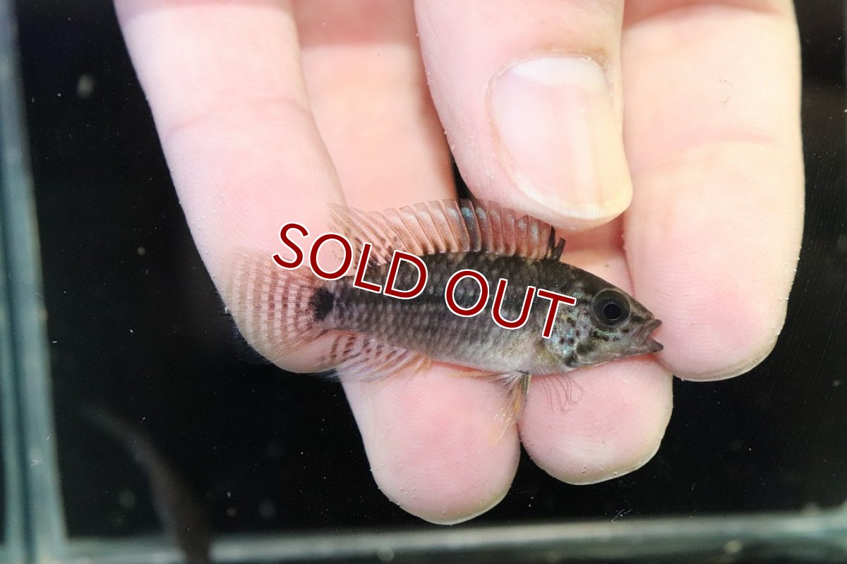 画像1: 【30%OFF対象商品30周年セール 淡水魚】【淡水魚】【通販】レア種 アピストグラマ フィールフレック ワイルド【１ペア 個体販売】(アピストグラマ)(生体)(熱帯魚)NKAP (1)