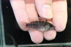 画像1: 【決算セール クーポンご利用で更に10％OFF対象商品】【淡水魚】【通販】レア種 アピストグラマ フィールフレック ワイルド【１ペア 個体販売】(アピストグラマ)(生体)(熱帯魚)NKAP (1)