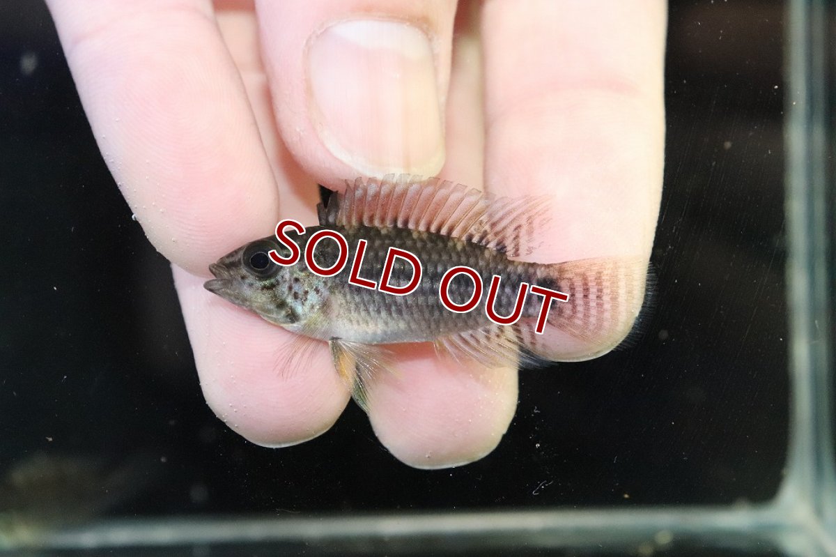画像2: 【30%OFF対象商品30周年セール 淡水魚】【淡水魚】【通販】レア種 アピストグラマ フィールフレック ワイルド【１ペア 個体販売】(アピストグラマ)(生体)(熱帯魚)NKAP (2)