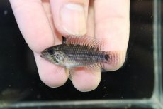 画像2: 【決算セール クーポンご利用で更に10％OFF対象商品】【淡水魚】【通販】レア種 アピストグラマ フィールフレック ワイルド【１ペア 個体販売】(アピストグラマ)(生体)(熱帯魚)NKAP (2)