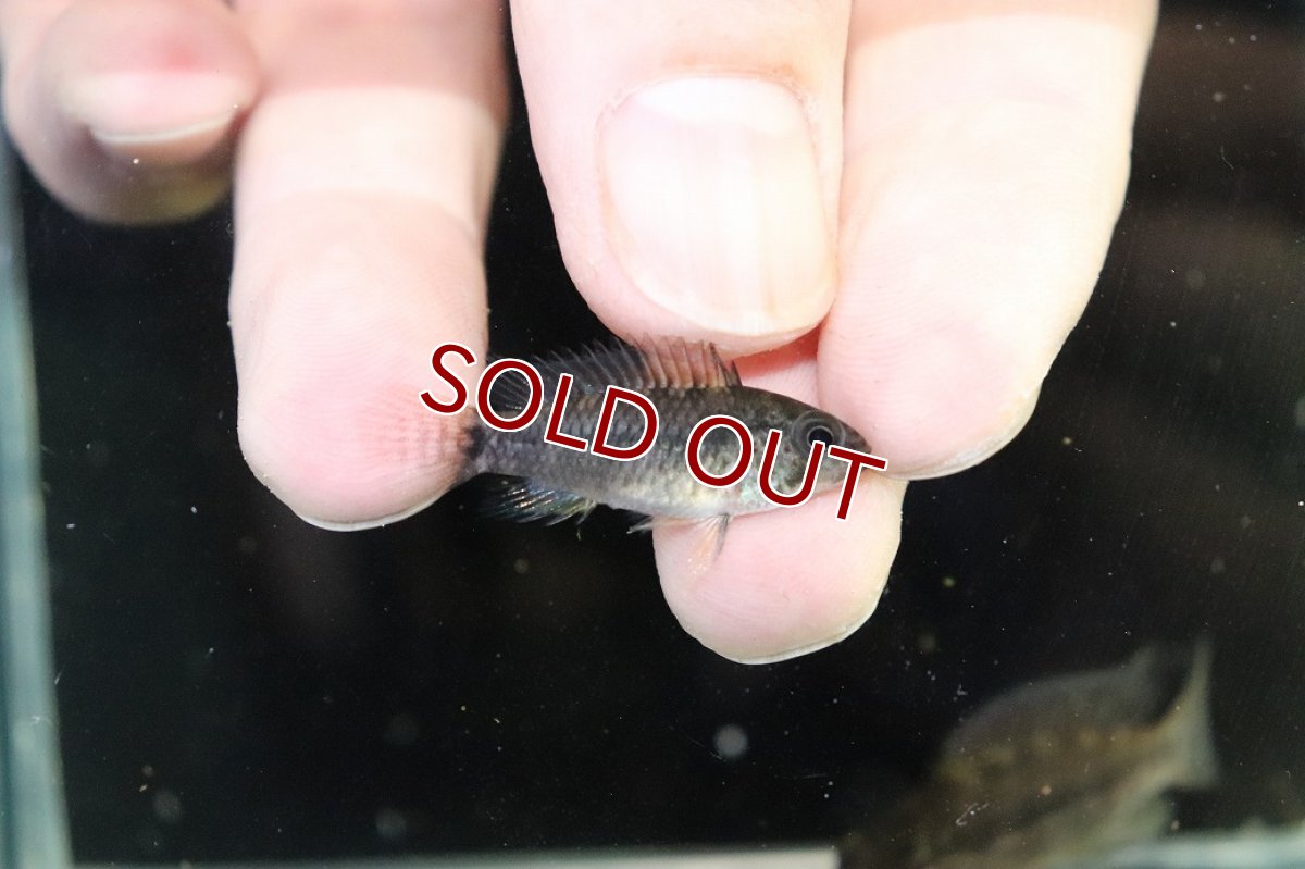 画像3: 【30%OFF対象商品30周年セール 淡水魚】【淡水魚】【通販】レア種 アピストグラマ フィールフレック ワイルド【１ペア 個体販売】(アピストグラマ)(生体)(熱帯魚)NKAP (3)