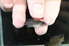 画像3: 【決算セール クーポンご利用で更に10％OFF対象商品】【淡水魚】【通販】レア種 アピストグラマ フィールフレック ワイルド【１ペア 個体販売】(アピストグラマ)(生体)(熱帯魚)NKAP (3)