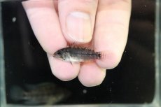 画像4: 【決算セール クーポンご利用で更に10％OFF対象商品】【淡水魚】【通販】レア種 アピストグラマ フィールフレック ワイルド【１ペア 個体販売】(アピストグラマ)(生体)(熱帯魚)NKAP (4)