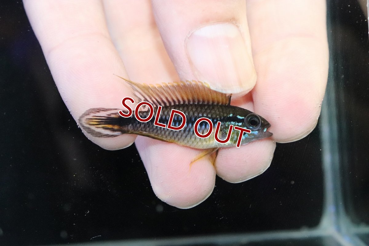 画像1: 【30%OFF対象商品30周年セール 淡水魚】【淡水魚】【通販】新産地 No1 アピストグラマ アガシジィ クイペウア産 ワイルド【１ペア 個体販売】(アピストグラマ)(生体)(熱帯魚)NKAP (1)