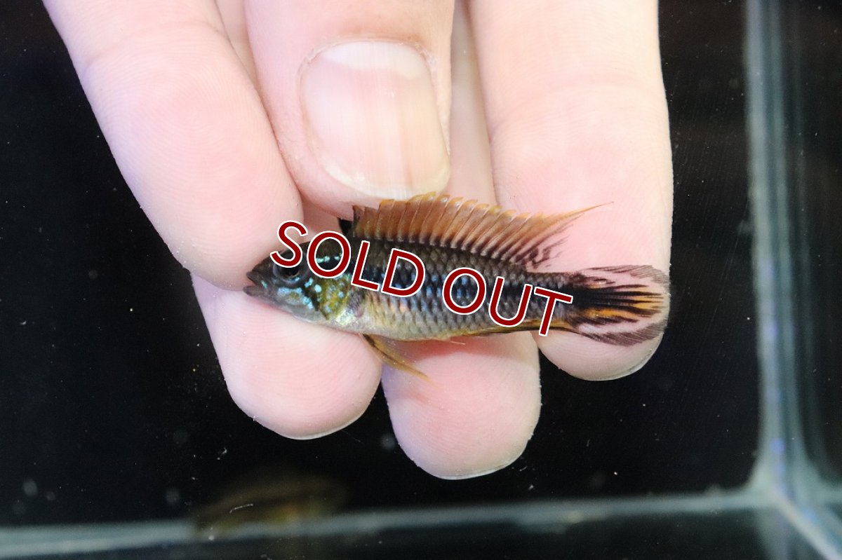 画像2: 【30%OFF対象商品30周年セール 淡水魚】【淡水魚】【通販】新産地 No1 アピストグラマ アガシジィ クイペウア産 ワイルド【１ペア 個体販売】(アピストグラマ)(生体)(熱帯魚)NKAP (2)