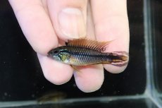 画像2: 【決算セール クーポンご利用で更に10％OFF対象商品】【淡水魚】【通販】新産地 No1 アピストグラマ アガシジィ クイペウア産 ワイルド【１ペア 個体販売】(アピストグラマ)(生体)(熱帯魚)NKAP (2)