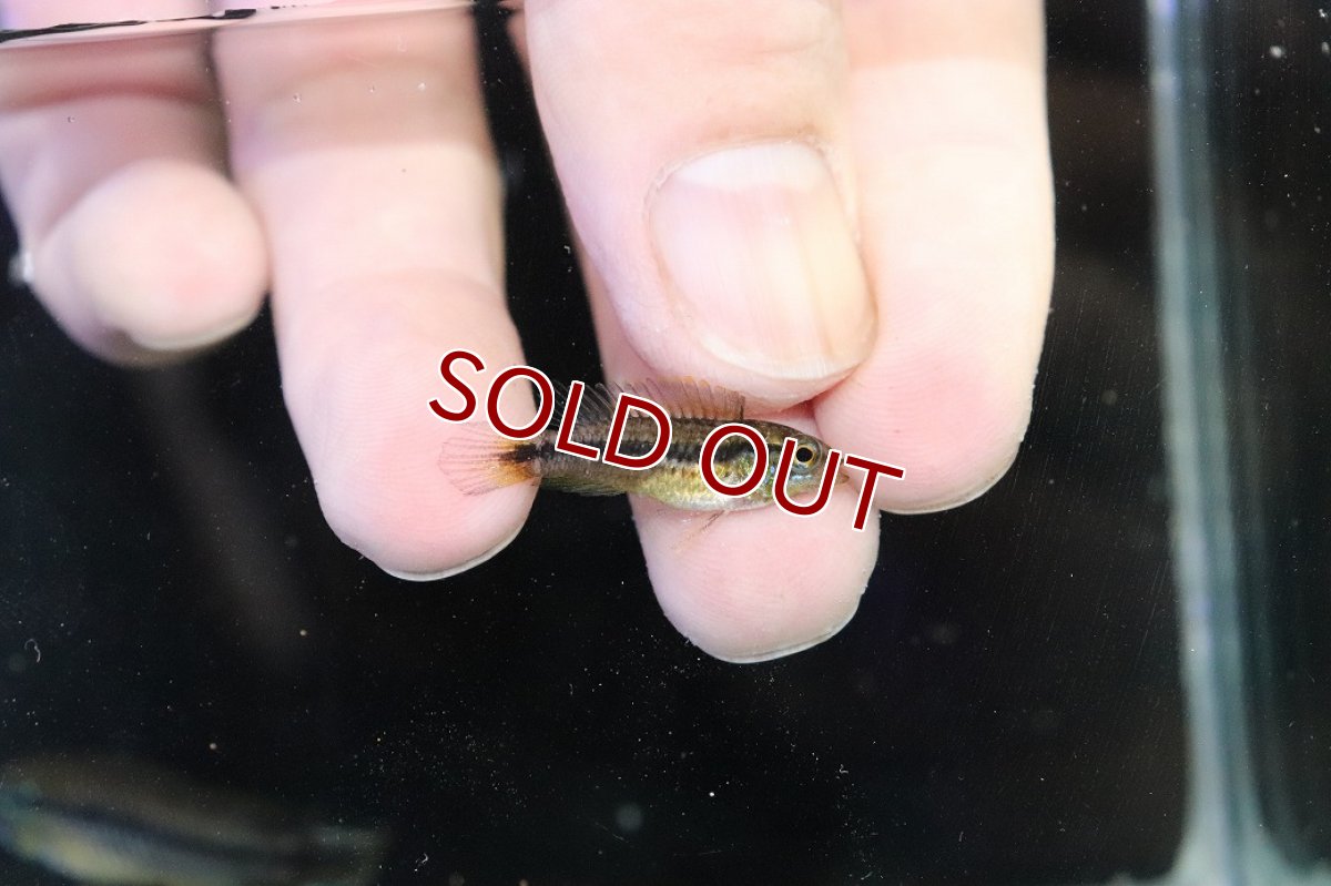 画像3: 【30%OFF対象商品30周年セール 淡水魚】【淡水魚】【通販】新産地 No1 アピストグラマ アガシジィ クイペウア産 ワイルド【１ペア 個体販売】(アピストグラマ)(生体)(熱帯魚)NKAP (3)