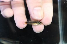 画像3: 【決算セール クーポンご利用で更に10％OFF対象商品】【淡水魚】【通販】新産地 No1 アピストグラマ アガシジィ クイペウア産 ワイルド【１ペア 個体販売】(アピストグラマ)(生体)(熱帯魚)NKAP (3)