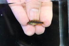 画像4: 【決算セール クーポンご利用で更に10％OFF対象商品】【淡水魚】【通販】新産地 No1 アピストグラマ アガシジィ クイペウア産 ワイルド【１ペア 個体販売】(アピストグラマ)(生体)(熱帯魚)NKAP (4)