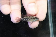 画像1: 【淡水魚】【通販】新産地 アピストグラマ エリザベサエ リオウアウペス カスターニョ産 ワイルド【１ペア 個体販売】（生体）（熱帯魚）NKAP (1)