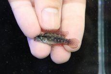 画像2: 【淡水魚】【通販】新産地 アピストグラマ エリザベサエ リオウアウペス カスターニョ産 ワイルド【１ペア 個体販売】（生体）（熱帯魚）NKAP (2)