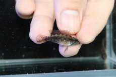 画像3: 【淡水魚】【通販】新産地 アピストグラマ エリザベサエ リオウアウペス カスターニョ産 ワイルド【１ペア 個体販売】（生体）（熱帯魚）NKAP (3)