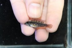 画像4: 【淡水魚】【通販】新産地 アピストグラマ エリザベサエ リオウアウペス カスターニョ産 ワイルド【１ペア 個体販売】（生体）（熱帯魚）NKAP (4)