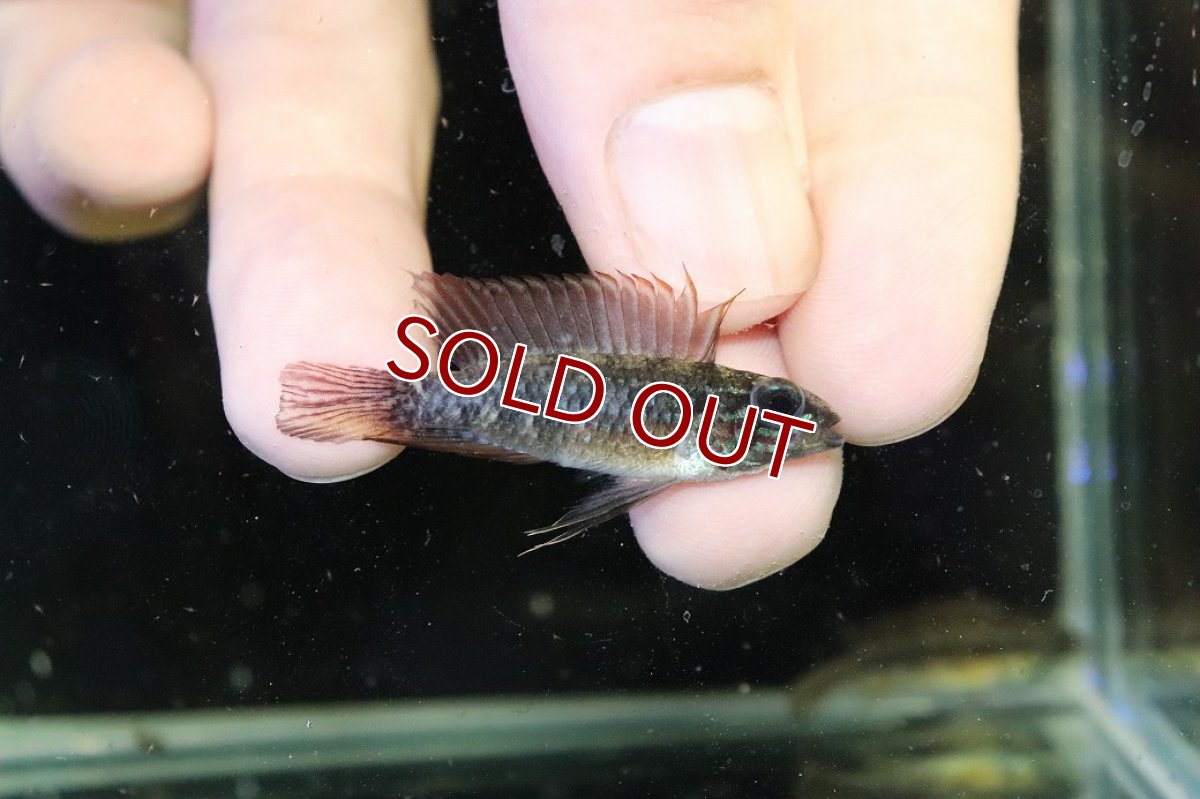 画像1: 【30%OFF対象商品30周年セール 淡水魚】【淡水魚】【通販】上物個体 No1 頬腹赤 新産地 アピストグラマ エリザベサエ リオネグロ産 ワイルド【１ペア 個体販売】（生体）（熱帯魚）NKAP (1)